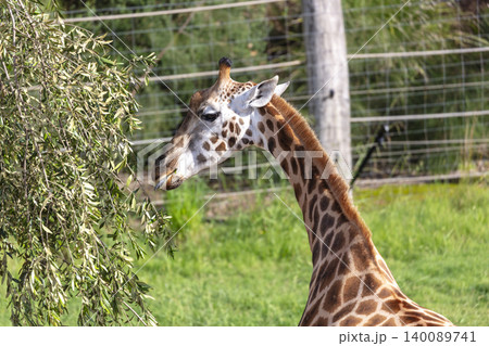 A tall Giraffe eating leaves in the outdoors on a sunny day 140089741