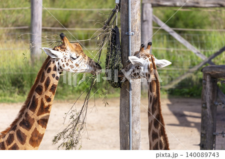 A tall Giraffe eating leaves in the outdoors on a sunny day A tall Giraffe eating leaves in the outdoors on a sunny day 140089743