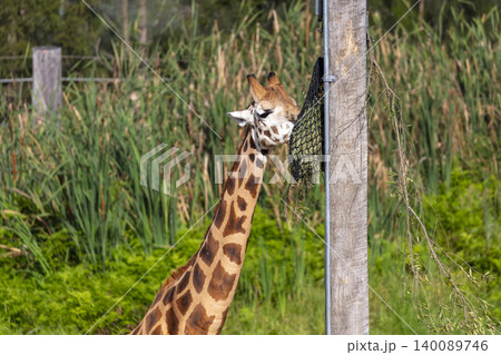 A tall Giraffe eating leaves in the outdoors on a sunny day A tall Giraffe eating leaves in the outdoors on a sunny day 140089746