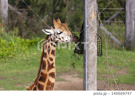 A tall Giraffe eating leaves in the outdoors on a sunny day 140089747