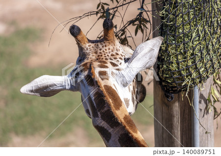 A tall Giraffe eating leaves in the outdoors on a sunny day 140089751
