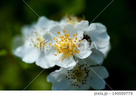 信濃川・やすらぎ堤の野薔薇の花 信濃川・やすらぎ堤の野薔薇の花 140089779