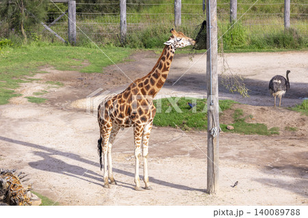 A Giraffe standing tall while eating leaves in the outdoors on a sunny day A Giraffe standing tall while eating leaves in the outdoors on a sunny day 140089788