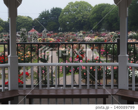 早朝のバラの咲く公園(20260515052451) 早朝のバラの咲く公園(20260515052451) 140089799