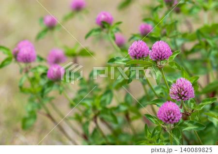 赤詰草 赤詰草 140089825