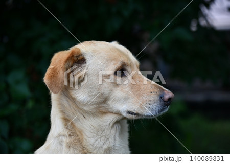 Portrait funny and happy shiba inu puppy dog peeking out from behind a blue banner. Isolated on blue pastel Portrait funny and happy shiba inu puppy dog peeking out from behind a blue banner. Isolated on blue pastel 140089831