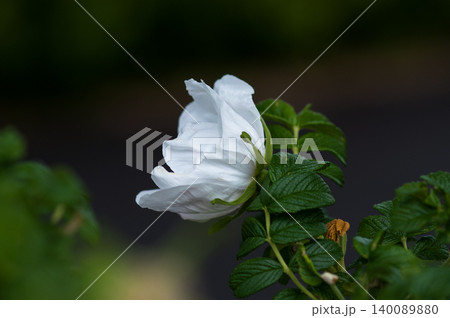 浜茄子(はまなす)の白花 浜茄子(はまなす)の白花 140089880