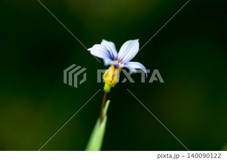 庭石菖(にわぜきしょう)の白花 庭石菖(にわぜきしょう)の白花 140090122