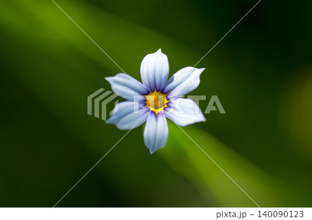 庭石菖(にわぜきしょう)の白花 庭石菖(にわぜきしょう)の白花 140090123