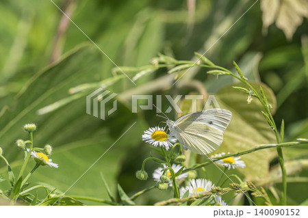 草花の蜜を吸うモンシロチョウ 140090152