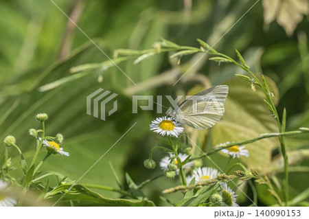草花の蜜を吸うモンシロチョウ 草花の蜜を吸うモンシロチョウ 140090153
