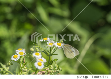 草花の蜜を吸うモンシロチョウ 140090155