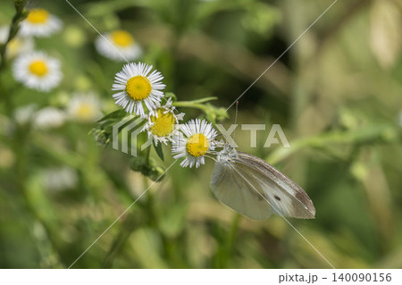 草花の蜜を吸うモンシロチョウ 140090156