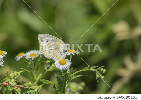 草花の蜜を吸うモンシロチョウ 140090163