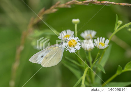 草花の蜜を吸うモンシロチョウ 草花の蜜を吸うモンシロチョウ 140090164