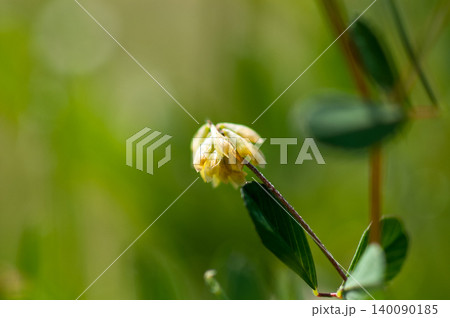 米粒詰草 140090185