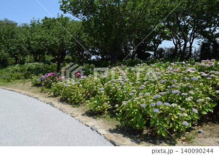 初夏の花 アジサイ園 初夏の花 アジサイ園 140090244