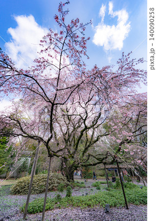 六義園のしだれ桜と青空 140090258