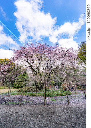 六義園のしだれ桜と青空 六義園のしだれ桜と青空 140090260