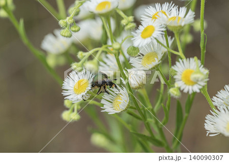 草花の花粉を食べるコアオハナムグリ 140090307
