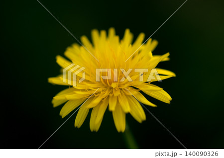 豚菜 豚菜 140090326
