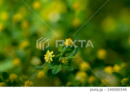 米粒詰草 140090346