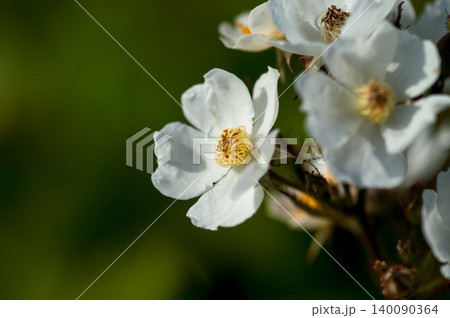 信濃川・やすらぎ堤の野薔薇の花 信濃川・やすらぎ堤の野薔薇の花 140090364