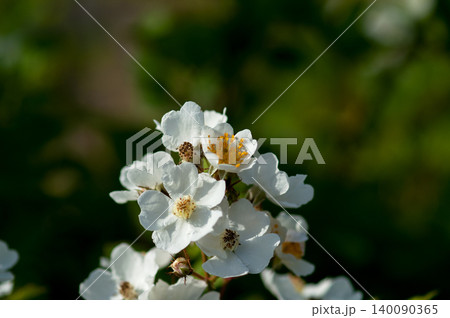 信濃川・やすらぎ堤の野薔薇の花 140090365