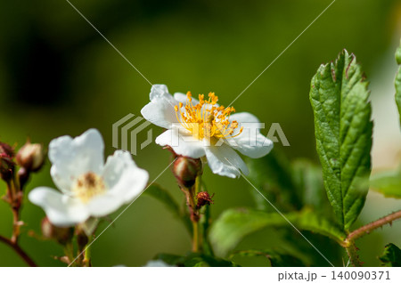 信濃川・やすらぎ堤の野薔薇の花 140090371