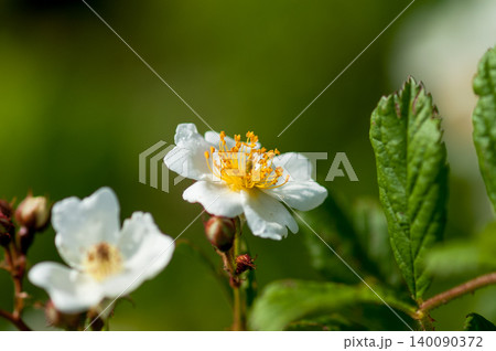 信濃川・やすらぎ堤の野薔薇の花 140090372