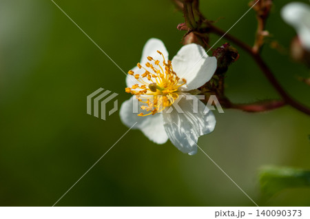 信濃川・やすらぎ堤の野薔薇の花 信濃川・やすらぎ堤の野薔薇の花 140090373
