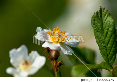 信濃川・やすらぎ堤の野薔薇の花 信濃川・やすらぎ堤の野薔薇の花 140090375