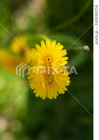 豚菜の双頭花 豚菜の双頭花 140090556