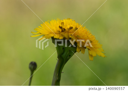 豚菜の双頭花 140090557