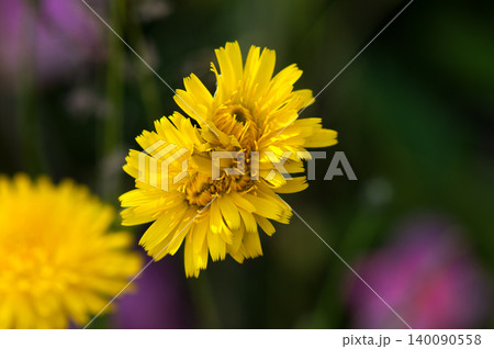 豚菜の双頭花 豚菜の双頭花 140090558
