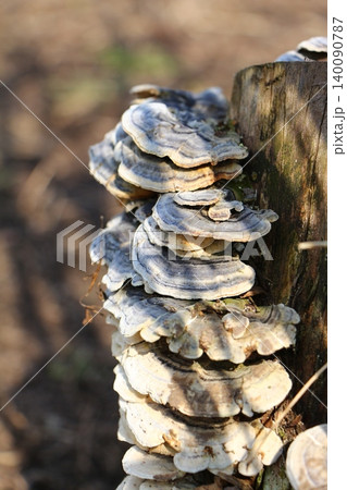 Layered Bracket Fungi Growing on Wood in Nature Layered Bracket Fungi Growing on Wood in Nature 140090787