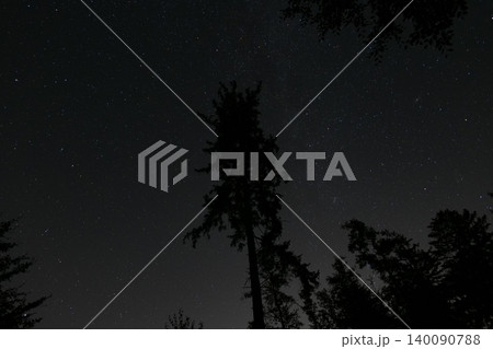 Starry Night Sky with Silhouetted Pine Trees Starry Night Sky with Silhouetted Pine Trees 140090788