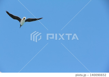 Seabird Flying in Clear Blue Sky Seabird Flying in Clear Blue Sky 140090832