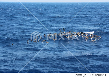 Flock of Seabirds Flying Low Over the Ocean Flock of Seabirds Flying Low Over the Ocean 140090841