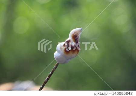 Roasted Marshmallow on a Stick Outdoors Roasted Marshmallow on a Stick Outdoors 140090842