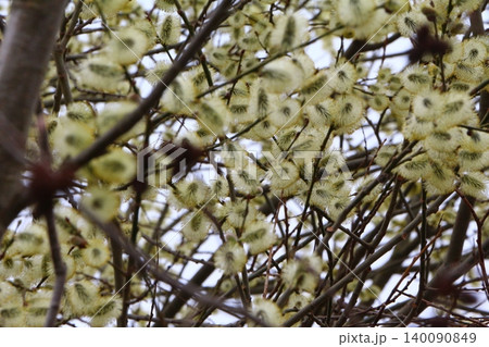 Fluffy Pussy Willow Catkins on Branches in Spring 140090849