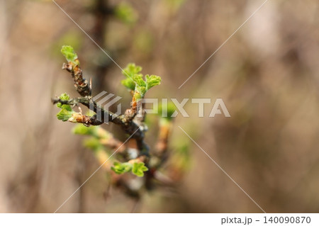 Close-up of a black currant branch with fresh green spring buds 140090870