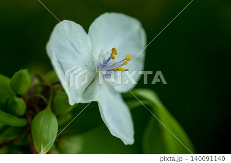 紫露草(むらさきつゆくさ)の白花 紫露草(むらさきつゆくさ)の白花 140091140
