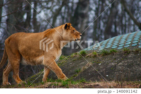 Majestic Lioness Walking in Natural Habitat Majestic Lioness Walking in Natural Habitat 140091142