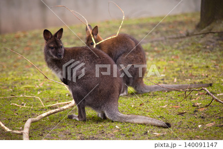 Two Bennett's Wallabies in Natural Habitat Two Bennett's Wallabies in Natural Habitat 140091147