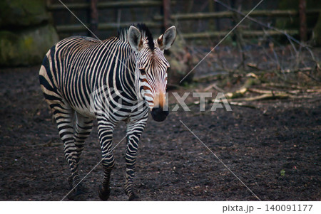 Grevy's Zebra Walking in Natural Habitat Grevy's Zebra Walking in Natural Habitat 140091177