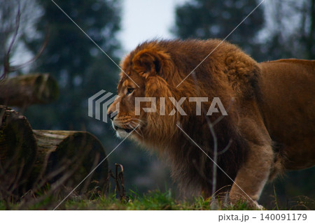 Majestic Male Lion Walking in Natural Habitat Majestic Male Lion Walking in Natural Habitat 140091179