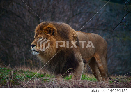 Majestic Male Lion Walking in Natural Habita Majestic Male Lion Walking in Natural Habita 140091182