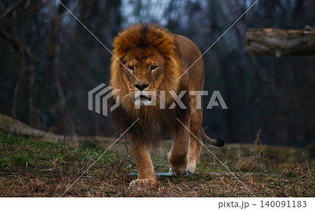 Majestic Male Lion Walking in Natural Habitat Majestic Male Lion Walking in Natural Habitat 140091183