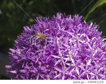Honey bee on purple allium flower in summer garden, highlighting active pollination and essential ecosystem interaction. 140091229